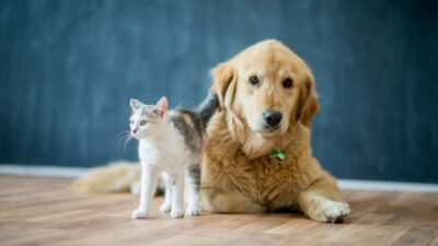 Pet-Friendly Flooring